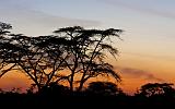 TANZANIA - Serengeti National Park - Alba - 03